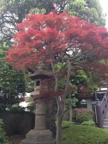 金剛寺の塔