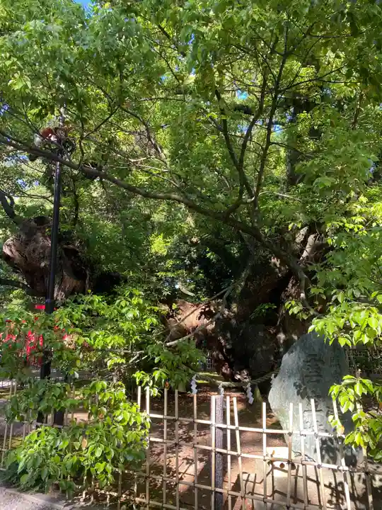 浜松八幡宮(静岡県)