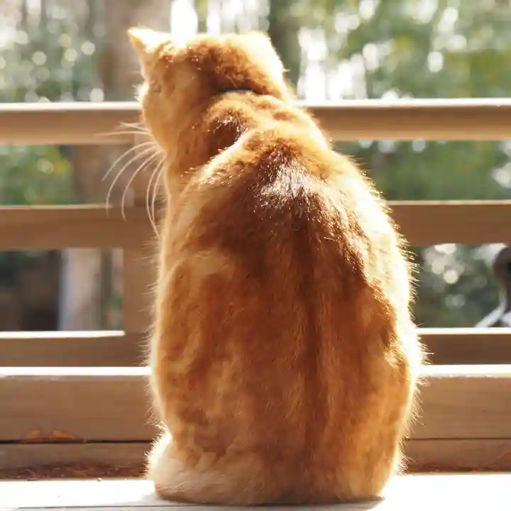 天王山 安楽寺(福井県)