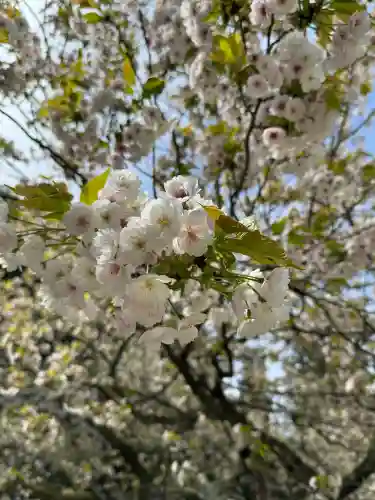 伊佐須美神社の{uncategorized: "未分類", other: "その他", undefined: "問題あり", building: "その他建物", grave: "お墓", sacred_gate: "鳥居", guardian: "狛犬", statue: "像", buddha: "仏像", history: "歴史", nature: "自然", garden: "庭園", animal: "動物", pagoda: "塔", temizu: "手水舎", mountain_gate: "山門・神門", sanctuary: "本殿・本堂", subordinate: "末社・摂社", art: "芸術", scenery: "景色", jizo: "地蔵", ema: "絵馬", goshuin: "御朱印", omikuji: "おみくじ", items: "授与品その他", amulet: "お守り", goshuincho: "御朱印帳", eats: "食事", festival: "お祭り", votive_dance: "神楽", shichigosan: "七五三参", wedding: "結婚式", experience: "体験その他", initially: "初詣", around: "周辺", anti_infection: "感染症対策"}