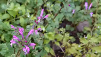山神社(中里)の自然