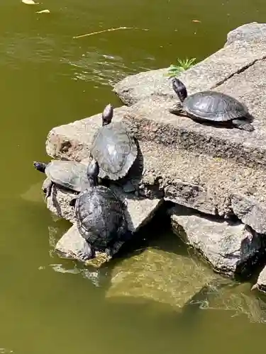 東寺（教王護国寺）の動物