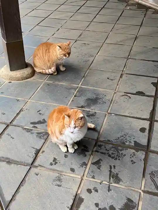 江島神社の動物