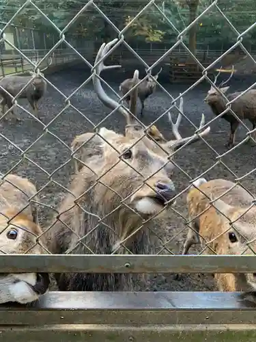 鹿島神宮の動物