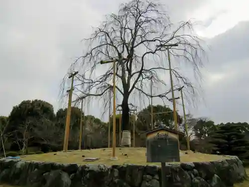 東寺（教王護国寺）(京都府)