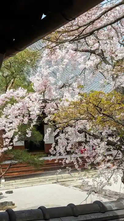 妙顯寺(妙顕寺)(京都府)