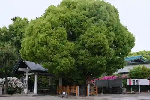 和泉國一之宮　大鳥大社の自然