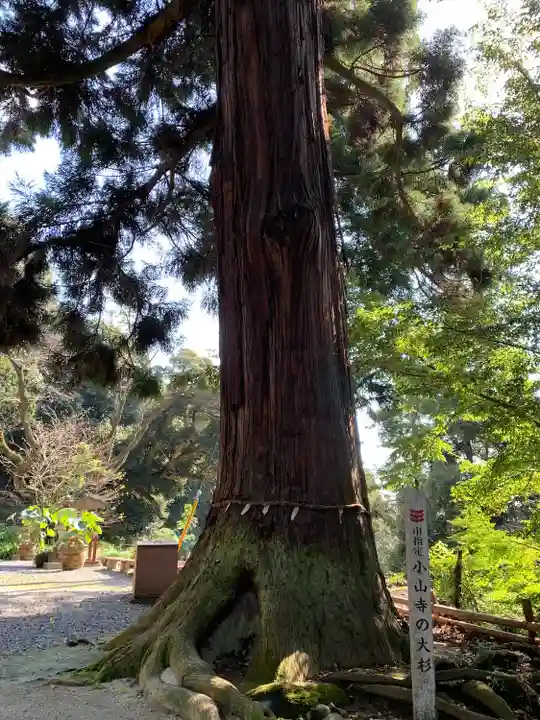宝樹院小山寺(茨城県)