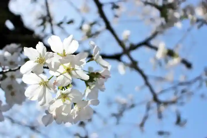 くまくま神社(導きの社 熊野町熊野神社)の自然