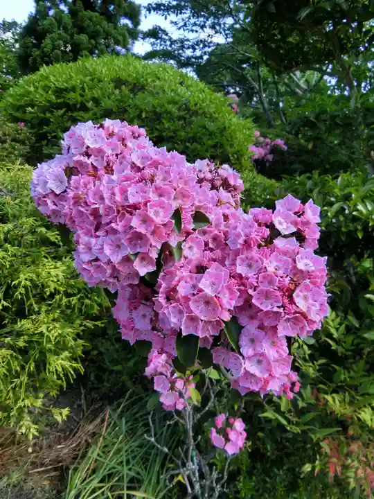子安地蔵寺の自然