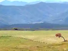 西花童子の景色