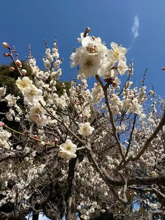 常磐神社の自然