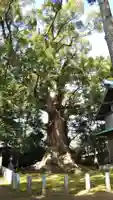 川津来宮神社の自然