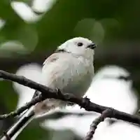 帯廣神社の動物