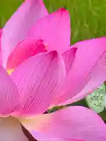 法金剛院(京都府)