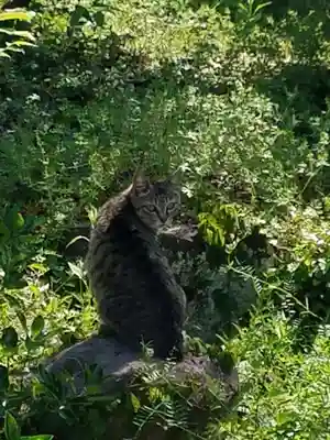 亀山八幡宮（久保八幡神社）の動物
