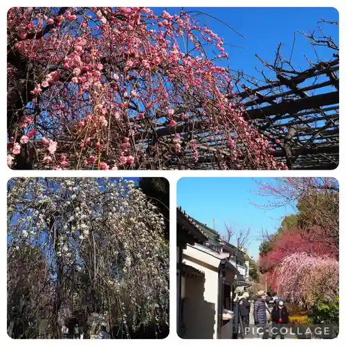 亀戸天神社(東京都)