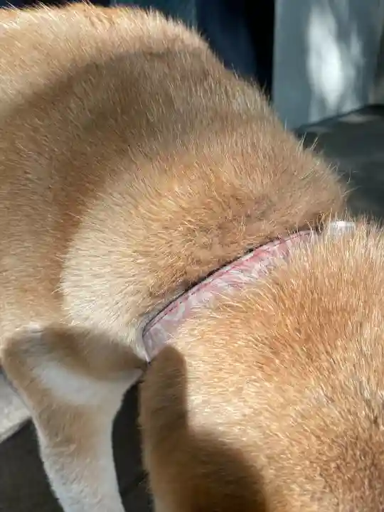 笠䅣稲荷神社(神奈川県)