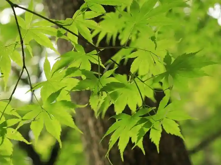浄住寺(京都府)