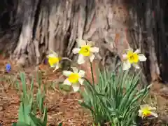 今市報徳二宮神社の自然