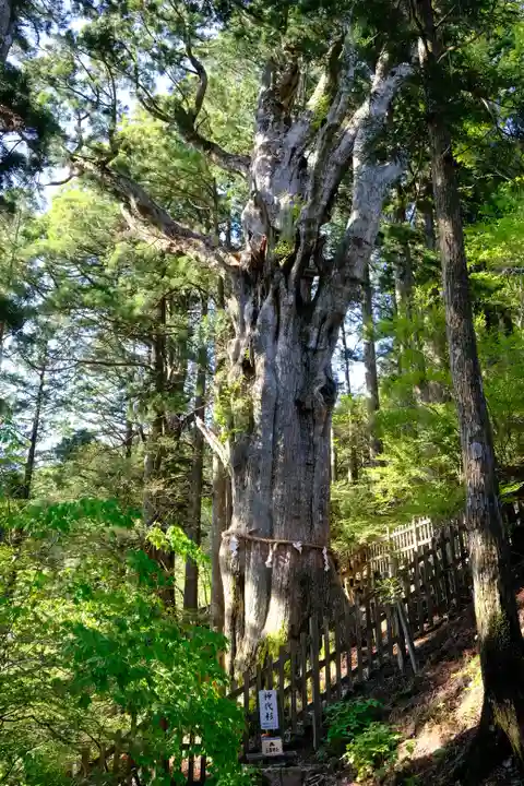 玉置神社の自然