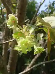 賀羅加波神社の自然