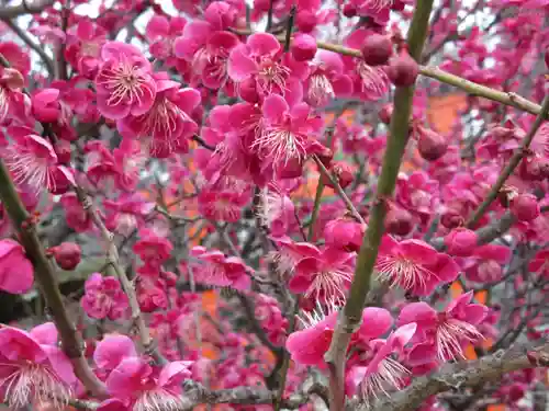 賀茂御祖神社（下鴨神社）の自然