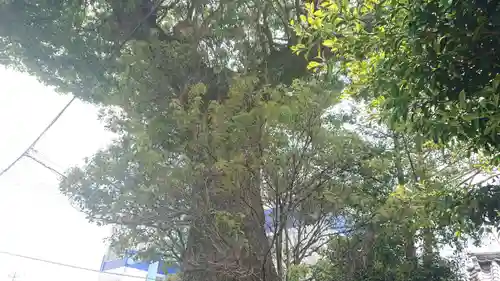 八面神社の自然