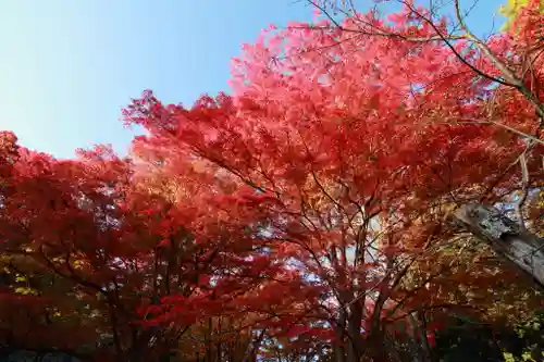 土津神社｜こどもと出世の神さまの景色