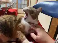 秩父札所十三番 慈眼寺の動物