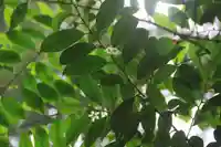 鹿島大神宮の自然