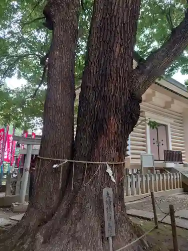 諏訪神社の自然