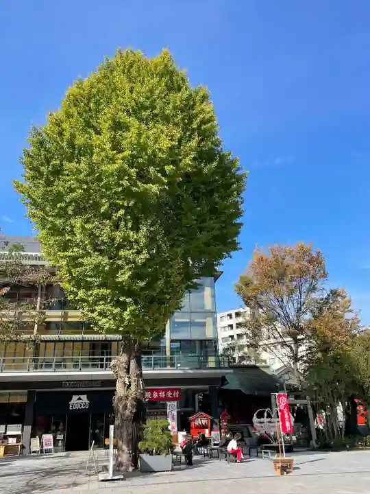 神田神社(神田明神)の自然