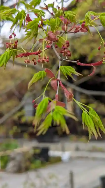 勝林寺(京都府)