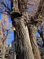 上田端八幡神社(東京都)