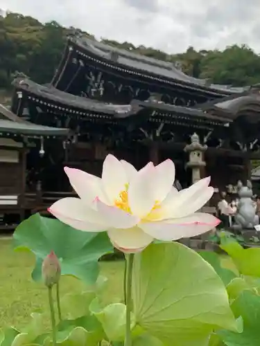 三室戸寺の景色