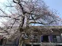 妙経寺(福井県)