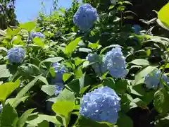 明月院(神奈川県)