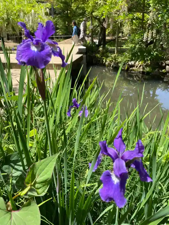 春日大社の自然