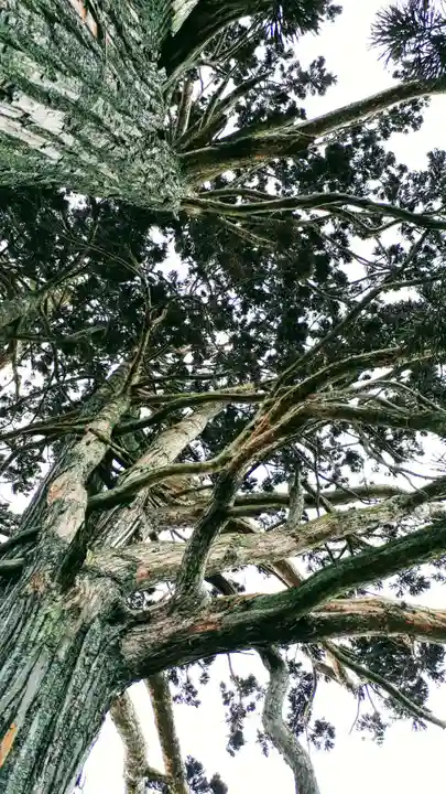 水分神社の自然