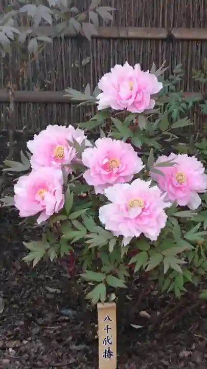 鶴岡八幡宮(神奈川県)