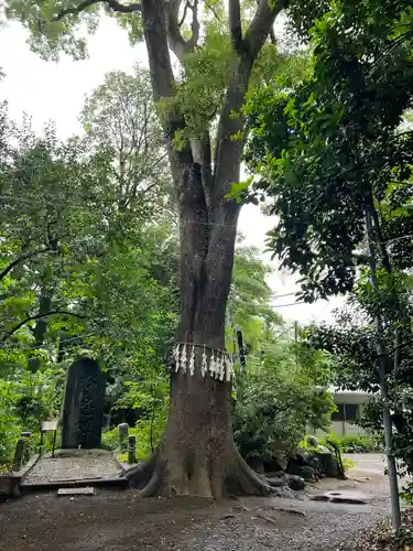 代々木八幡宮の自然