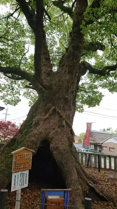 細江神社の自然