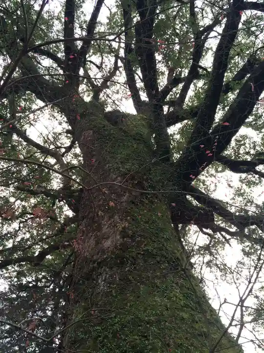 仁比山神社(佐賀県)