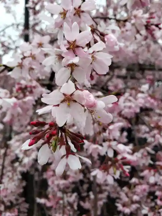 福蔵院(東京都)