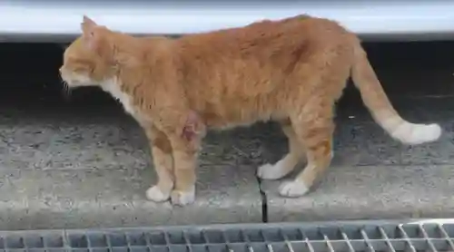 常清寺(神奈川県)