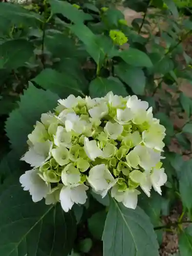 沙沙貴神社の自然