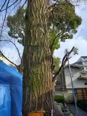 田無神社の自然