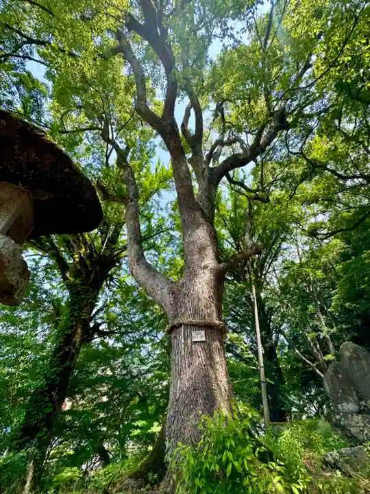 諸杉神社(兵庫県)