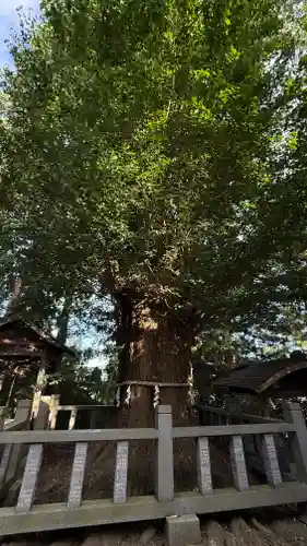 伊達神社(宮城県)